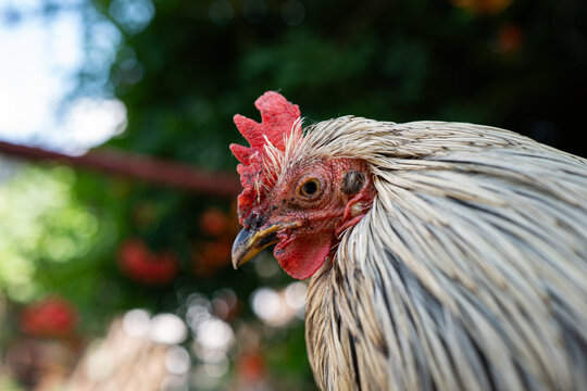 A close up profile shot of a beautiful white and grey rooster standing outdoors in front of a lush green background