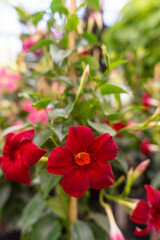 Obraz premium Close Up of Red Mandevilla Flower Blooming with Green Leaves in Garden