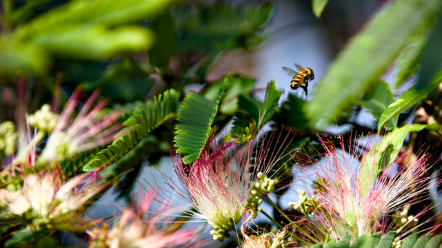 Bees pollinating pink mimosa blossoms in summer garden