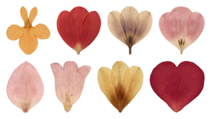 PNG Colorful pressed flower petals variety, transparent background © Rawpixel.com