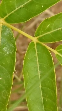 Macro of a yellow and black paper wasp walking on green leaves.