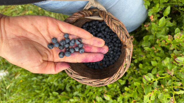 A woman in the woods picking wild blueberries into a basket