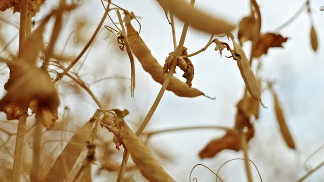 Extreme close up of dry golden winter pea pods and curly tendrils with shallow depth of field.
