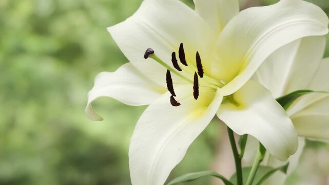 White Lily Flower Blooming in Gentle Garden Breeze