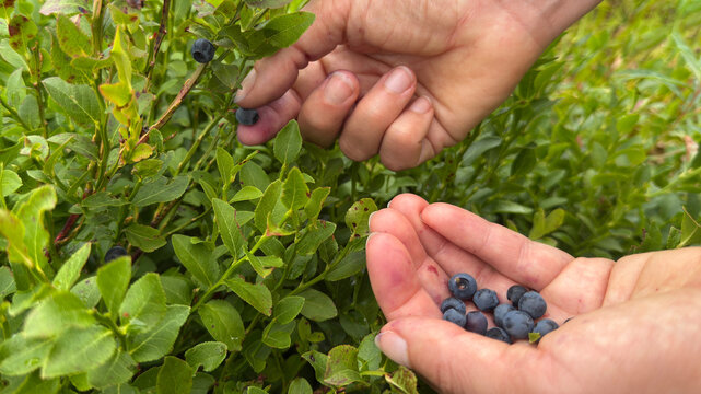 A woman in the woods picking wild blueberries