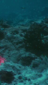 A view of a shallow reef shows coral structures and some marine life. The water is clear, allowing light to reach the ocean floor. Small fish swim among the coral formations.