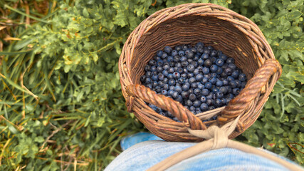 Obraz premium A woman in the woods picking wild blueberries into a basket