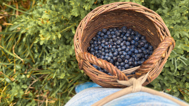 A woman in the woods picking wild blueberries into a basket