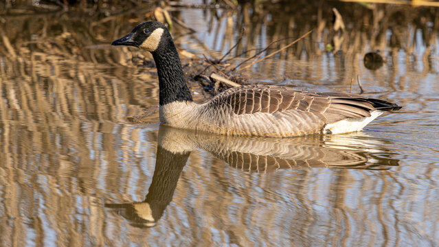 Canada goose swimming in warm reflected light in pond