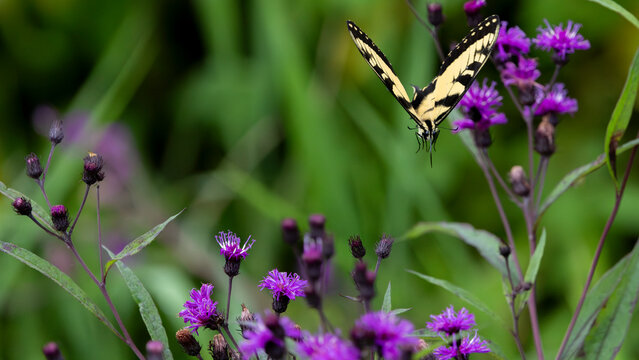 Swallowtail butterfly feeding on purple wildflowers in summer meadow
