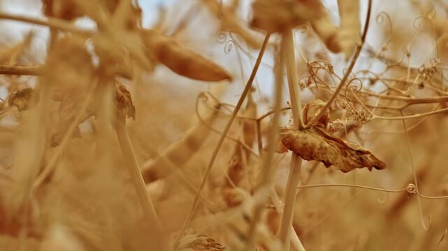 Extreme close up of dry golden winter pea pods and curly tendrils with shallow depth of field.