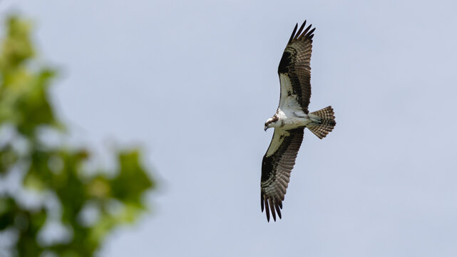 Osprey circling with wings raised in open sky