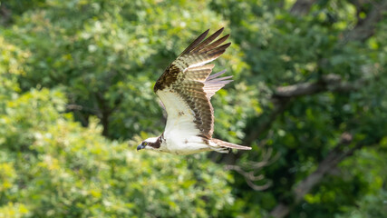 Obraz premium Osprey flying past a leafy forest background in wetland