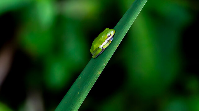 Tree frog resting on a smooth green reed in wetland vegetation