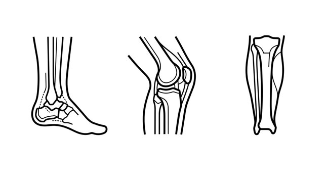 Anatomy of the human leg bones, foot, knee, and shin