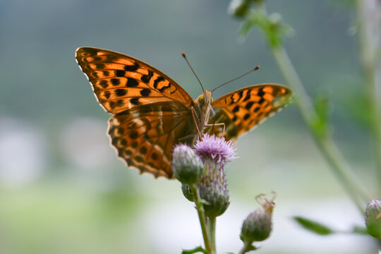 farfalla macro 
