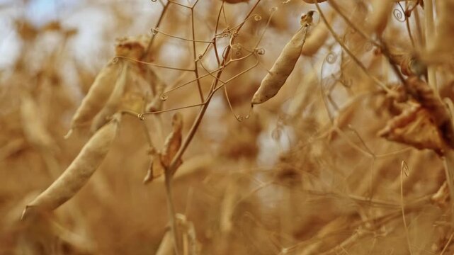 Extreme close up of dry golden winter pea pods and curly tendrils with shallow depth of field.