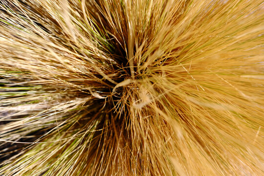 Close up on straw plant, Salar de Uyuni, Uyuni, Bolivia
