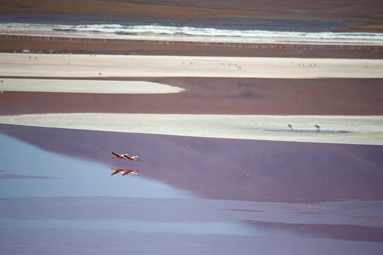 Mirrors and Flamingoes, Bolvian Desert, Bolivia