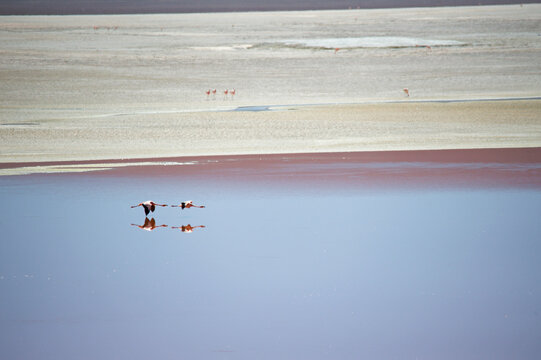 Mirrors and Flamingoes, Bolvian Desert, Bolivia
