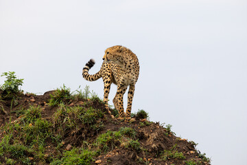 Cheetah stands on a mound with its head lowered and turned to the side - Masai Mara National Reserve, Kenya, African wildlife safari photography © TheStorygrapher