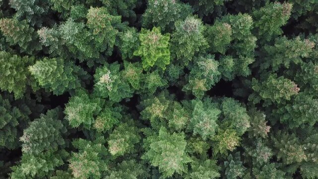 Flying over a dense coniferous forest in autumn, Northern Europe