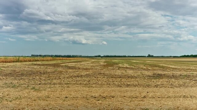 Wide landscape of a harvested winter pea field with dry golden stubble rows under a dramatic cloudy sky in summer.