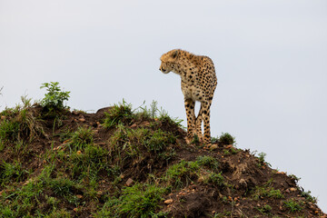 Cheetah stands on a mound with its head lowered - Masai Mara National Reserve, Kenya, African wildlife safari photography © TheStorygrapher