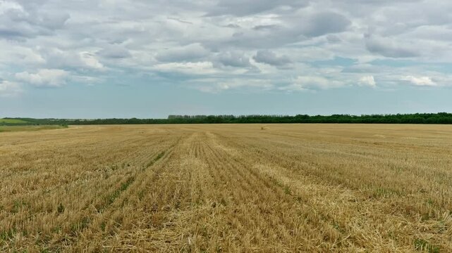 Wide landscape of a harvested winter pea field with dry golden stubble rows under a dramatic cloudy sky in summer.