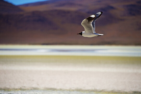 bird flying on Laguna Hedionda, Reserva Eduardo Avaroa, Bolvian Desert, Bolivia