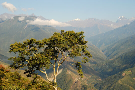 Bolivia, Coroico, view of a tree with mountain ranges in background against cloudy sky