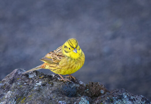 A Yellowhammer (Emberiza citrinella) perched on rock. Auckland.