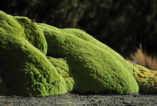 green moss used as a fuel source, Sajama National Park, Bolivia