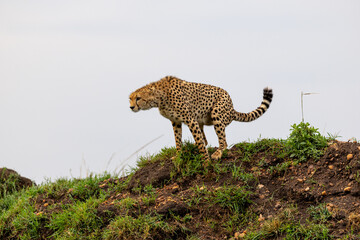 Cheetah stands on a grassy mound looking down toward the ground - Masai Mara National Reserve, Kenya, African wildlife safari photography © TheStorygrapher