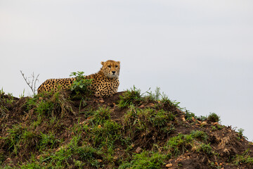 Cheetah lies resting on a grassy mound and looks toward the camera - Masai Mara National Reserve, Kenya, African wildlife safari photography © TheStorygrapher