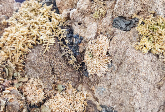 High-angle macro close-up photography capturing the detailed texture of a rugged, weathered stone surface covered with patches of dry beige moss and green lichen