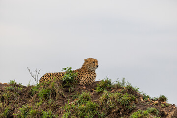 Cheetah rests on a grassy mound looking off to the side - Masai Mara National Reserve, Kenya, African wildlife safari photography © TheStorygrapher