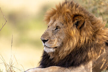 Adult male African lion with a full mane rests in golden savannah light - Masai Mara National Reserve, Kenya, African wildlife safari photography © TheStorygrapher