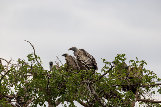 Group of Ruppell's vultures perch in the top of a bush - Masai Mara National Reserve, Kenya, African wildlife safari photography