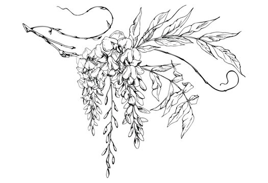 Blooming wisteria raceme with ornamental leaves, elegant twining tendrils. Isolated illustration hand drawn in vector ink. Cottage garden decor, event stationery, surface patterns, product packaging