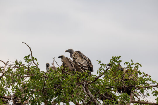 Group of Ruppell's vultures perch in the top of a bush - Masai Mara National Reserve, Kenya, African wildlife safari photography