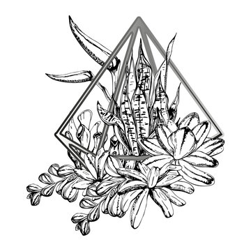 Succulent rosettes, money plant foliage and strelitzia spike blooms in metal wire pyramid planter. Isolated vector artwork hand drawn in ink. Printable decor pieces and creative workspace signage.