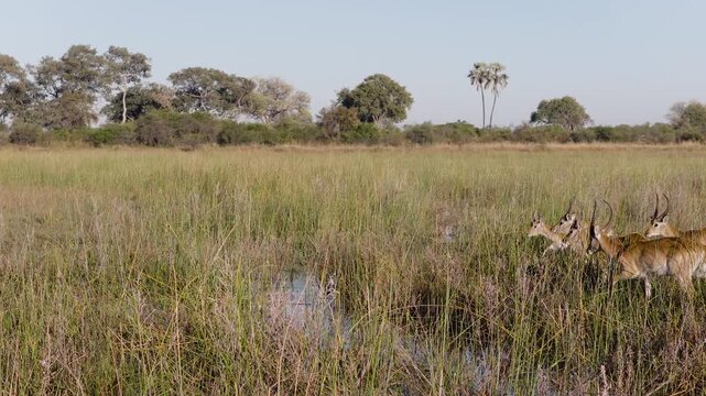Slow motion. Small group of Red Lechwe jumping over a stream in the wetlands of the Okavango Delta