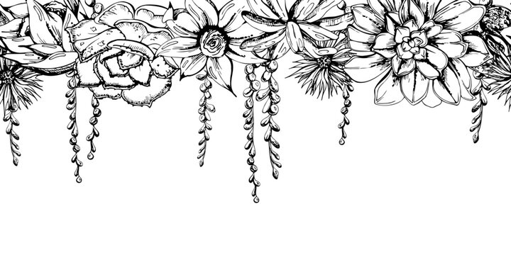 Spiral echeveria, crassula succulents with cascading vine strands, soft blossoms. Hand drawn vector banner illustration, seamless strip. Eco storefront themes and stylish interior branding elements.