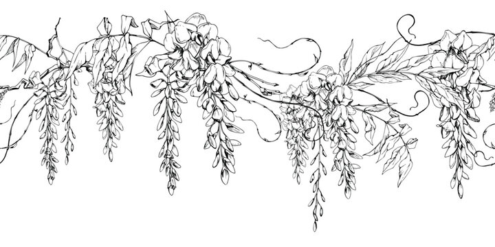 Seamless banner of wisteria branches, robinia courtyard creeper flowers. Isolated illustration hand drawn in vector ink. Home decor graphics, website design, stationery, branding assets, garden themes