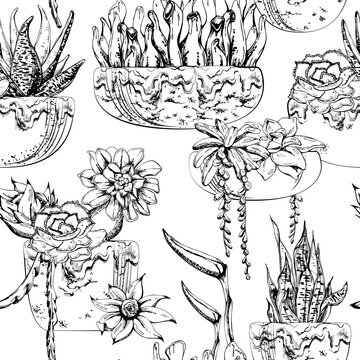 Tile repeat of succulents, strelitzia flowers and draping foliage in glazed pots and desert gardens. Seamless pattern hand drawn in vector ink. Wallpaper, wrapping paper archives, creative backdrops.