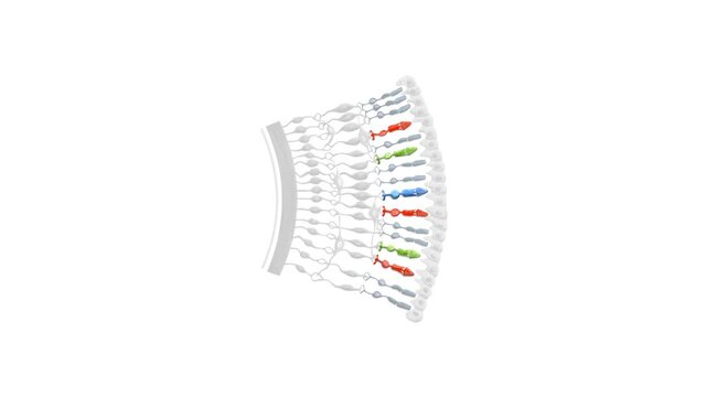Human Retina Anatomy Cross Section with Photoreceptors Retinal Layers and Optic Nerve Medical 3D Illustration