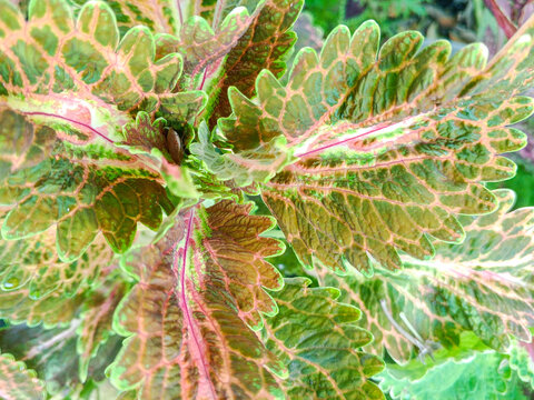 Macro view of scalloped coleus leaves blending bronze-brown tones with bright pink centers and light green borders.