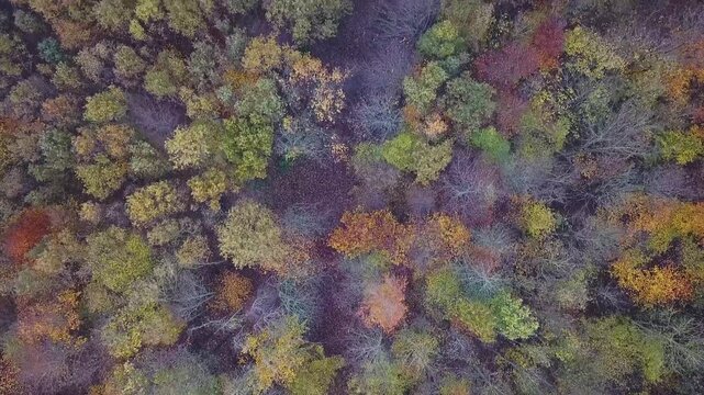 Flying over a colorful mixed woodland in late autumn, Europe