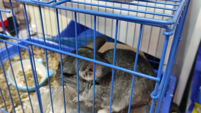 Gray and white chinchilla standing on hind legs inside a blue wire cage